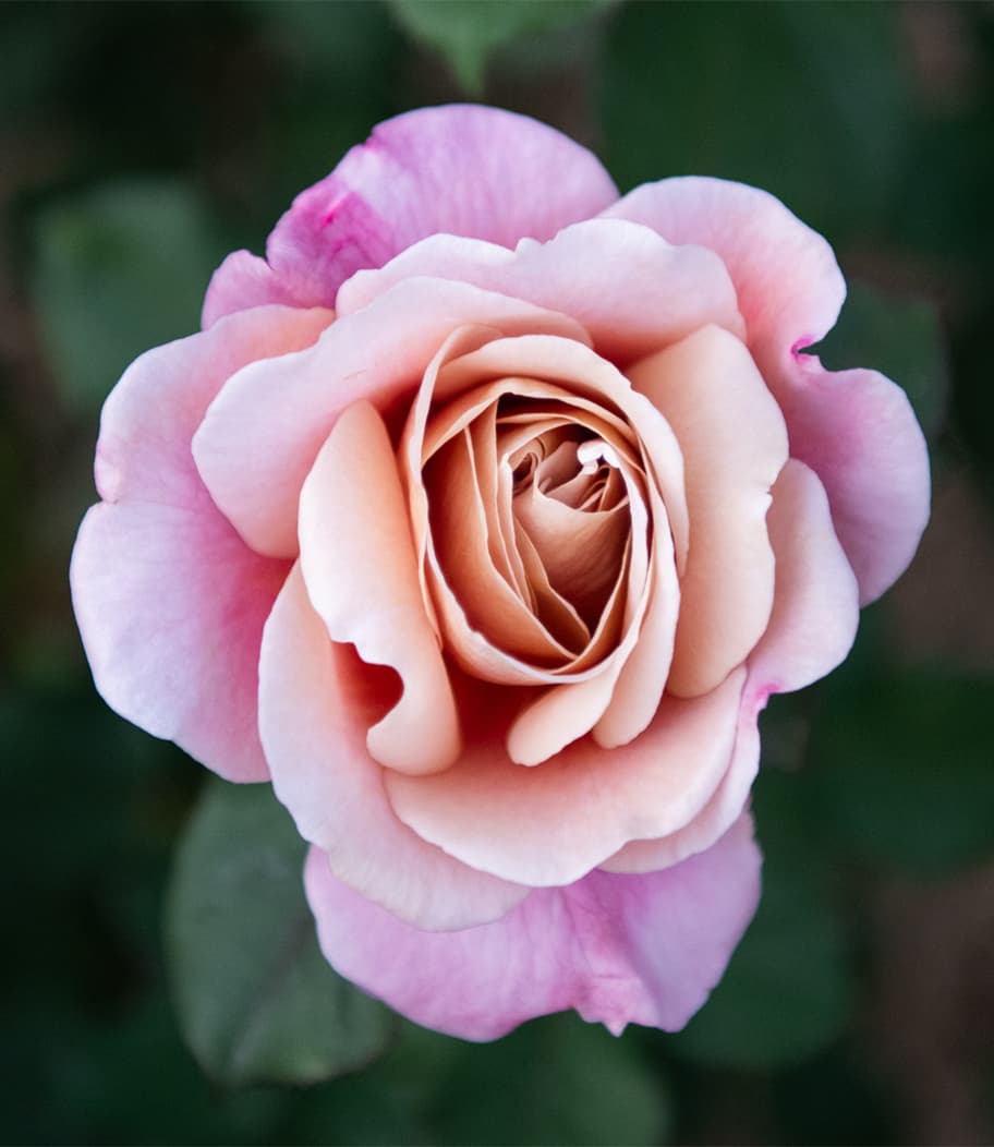 pale lavendar rose