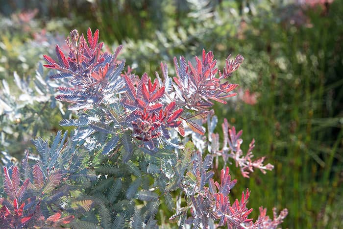Australian acacia