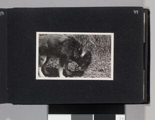 Go to image 91.