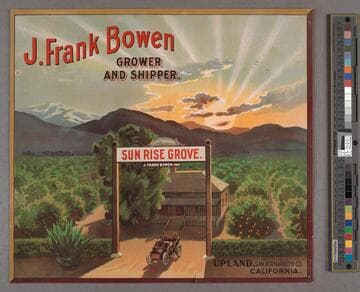 Sun Rise Grove