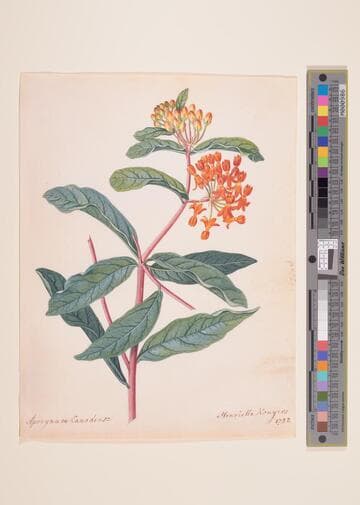 Apocynum Canadense