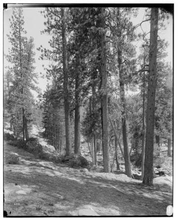 Big Creek Scenery