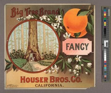 Big tree brand