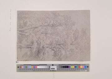 Tree Study