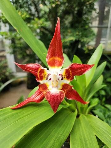 Huntleya wallisii