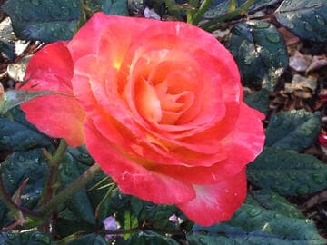 Rosa 'Chihuly'