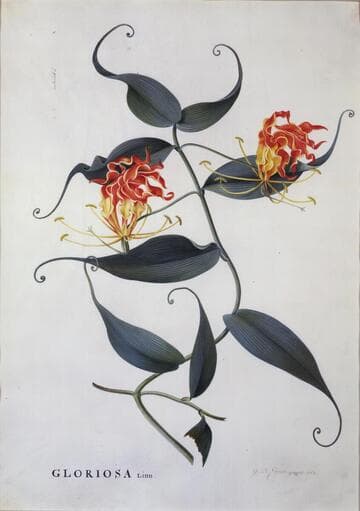 Climbing Lily