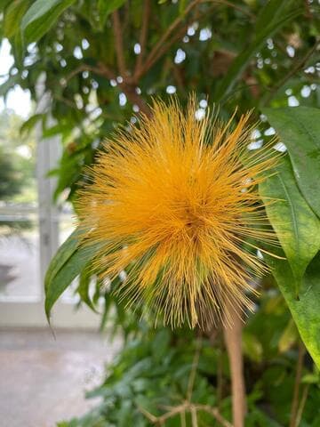 Stifftia chrysantha