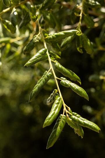 Quercus agrifolia