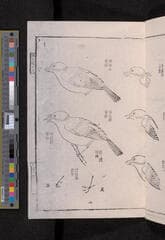 Go to image 251.
