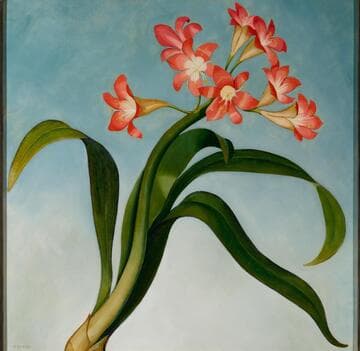 Clivia