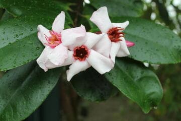 Strophanthus gratus
