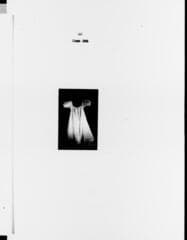 Go to image 65.