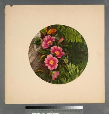 [Wild roses]