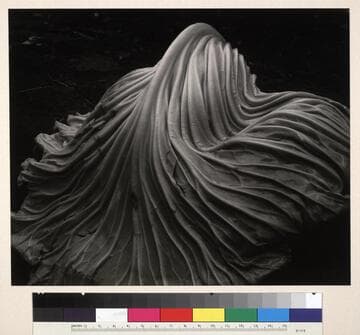 Cabbage Leaf