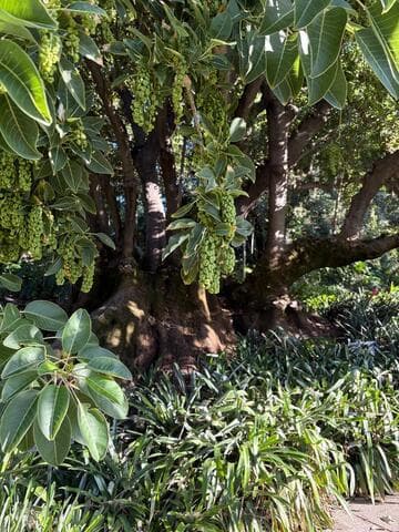 Phytolacca dioica