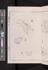 Go to image 81.
