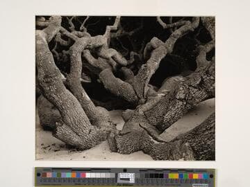 Oak, Monterey Coast