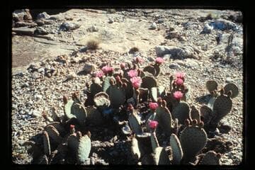 Cactus