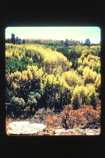Aspens, jeep trip