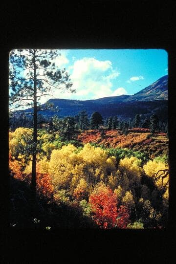 Forest