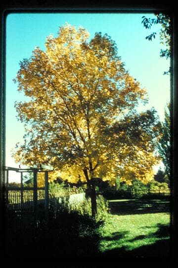 Tree, Torrey