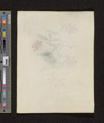 Go to image 240.