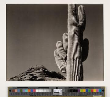 Sahuaro, Arizona