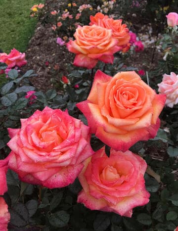 Rosa 'Chris Evert'
