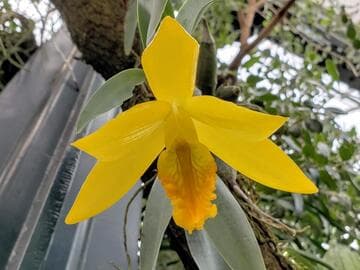 Prosthechea citrina