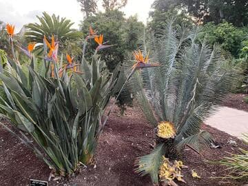 Dioon sonorense