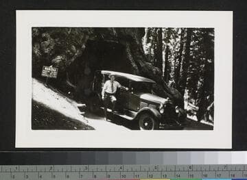 Wawona Tunnel Tree