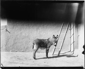 Tesuque, lone donkey