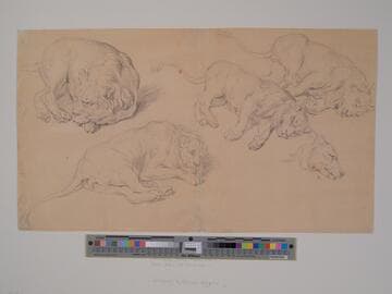 Lions Resting