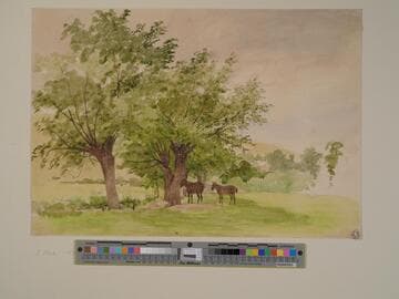 Horses Under Trees