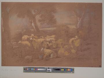 Sheep Resting