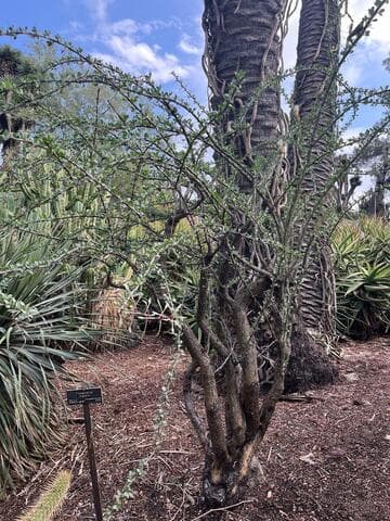 Fouquieria diguetii