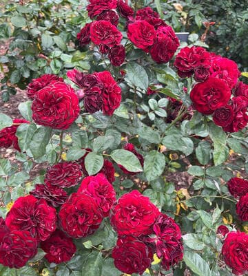 Rosa 'Lavaglut'