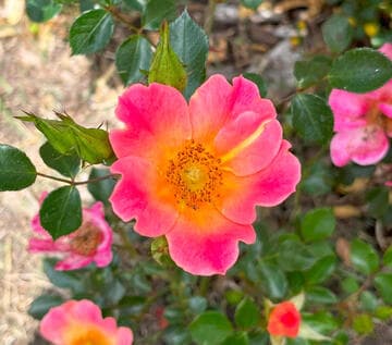 Rosa 'Happy Chappy'