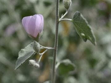 Abutilon palmeri
