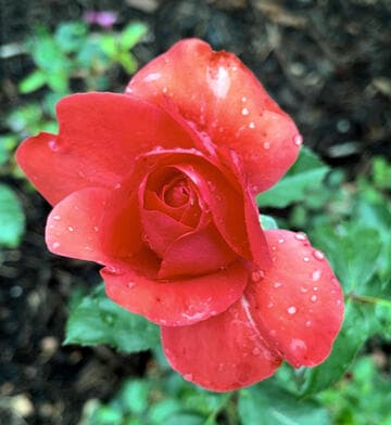 Rosa 'Grand Canyon'