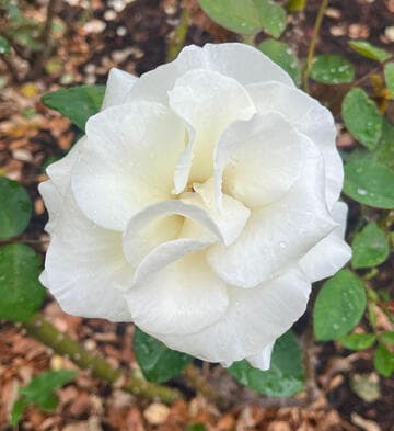 Rosa 'Honor'