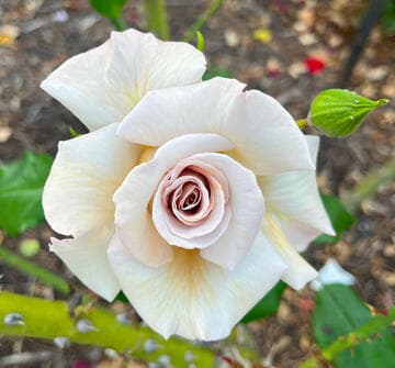 Rosa 'Stephen Rulo'