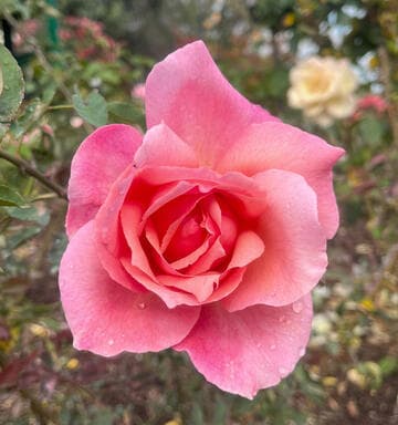 Rosa 'Sierra Glow'