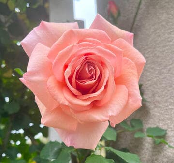 Rosa 'Peach Silk'