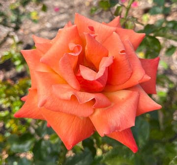 Rosa 'Remember Me'