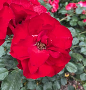 Rosa 'La Sevillana'