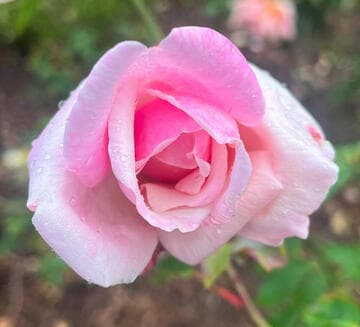 Rosa 'Lady Ursula'
