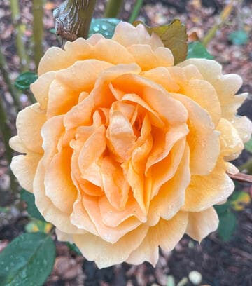 Rosa 'Summer Love'