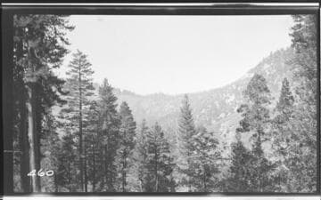 Forest scene